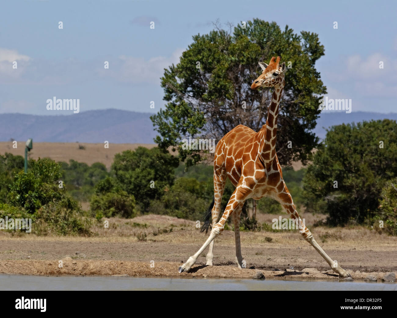 Girafe (Giraffa camelopardalis reticulata) Banque D'Images