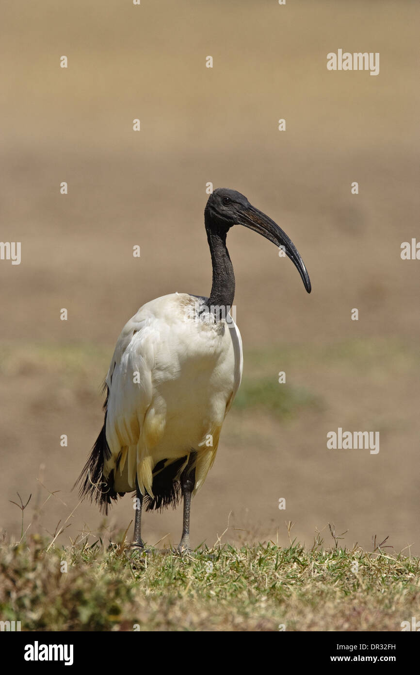 Ibis sacré (Threskiornis aethiopicus) Banque D'Images