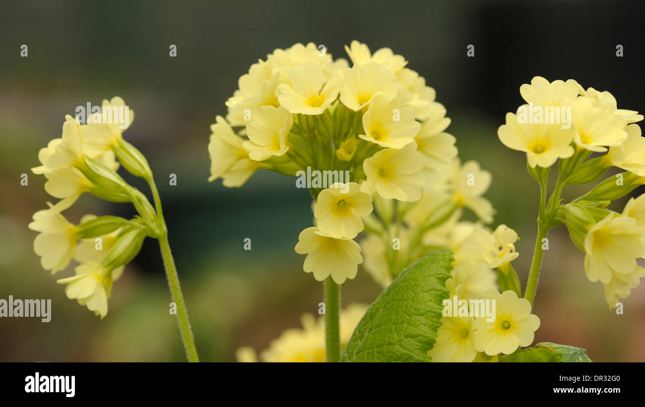 Oxlip, Primula elatior capitules au début du printemps Banque D'Images