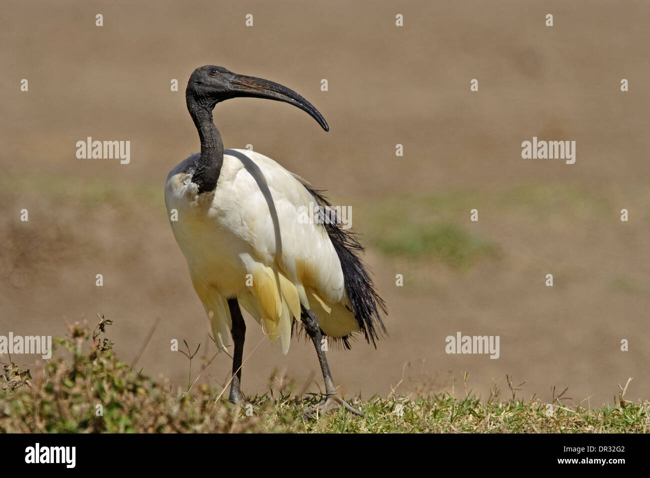 Ibis sacré (Threskiornis aethiopicus) à la recherche de rapaces Banque D'Images
