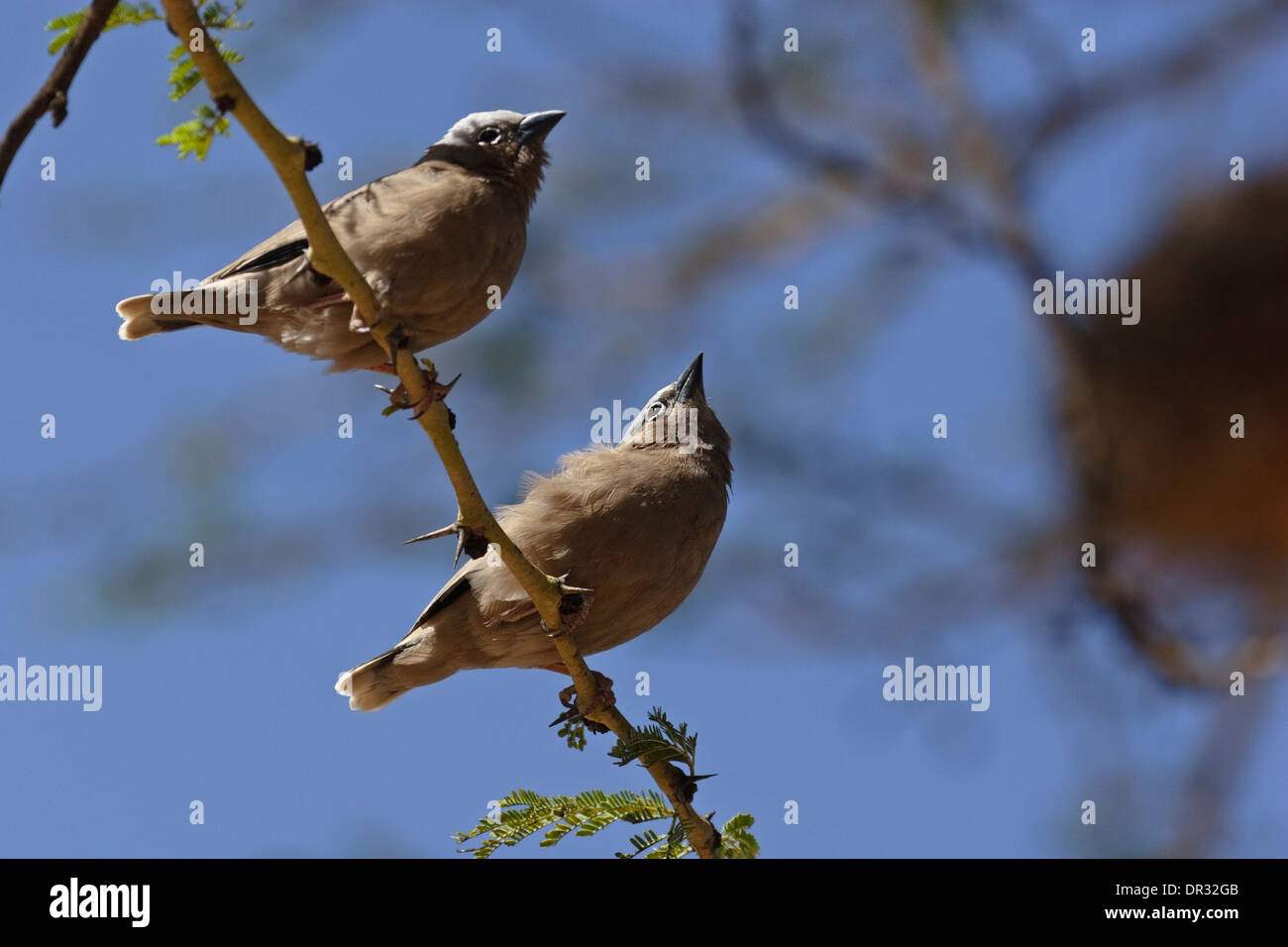Gray-Capped (Pseudonigrita arnaudi Social Weaver), Banque D'Images