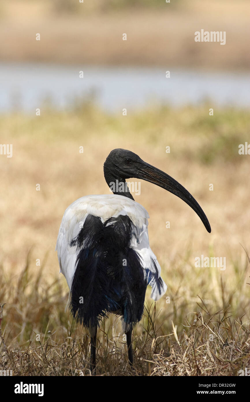 Ibis sacré (Threskiornis aethiopicus) Banque D'Images