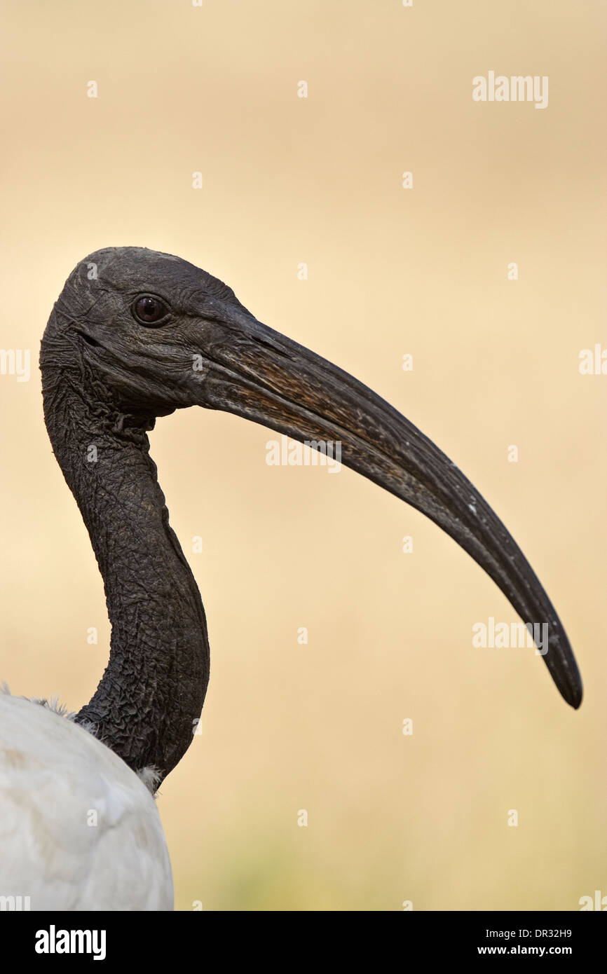 Ibis sacré (Threskiornis aethiopicus) Banque D'Images
