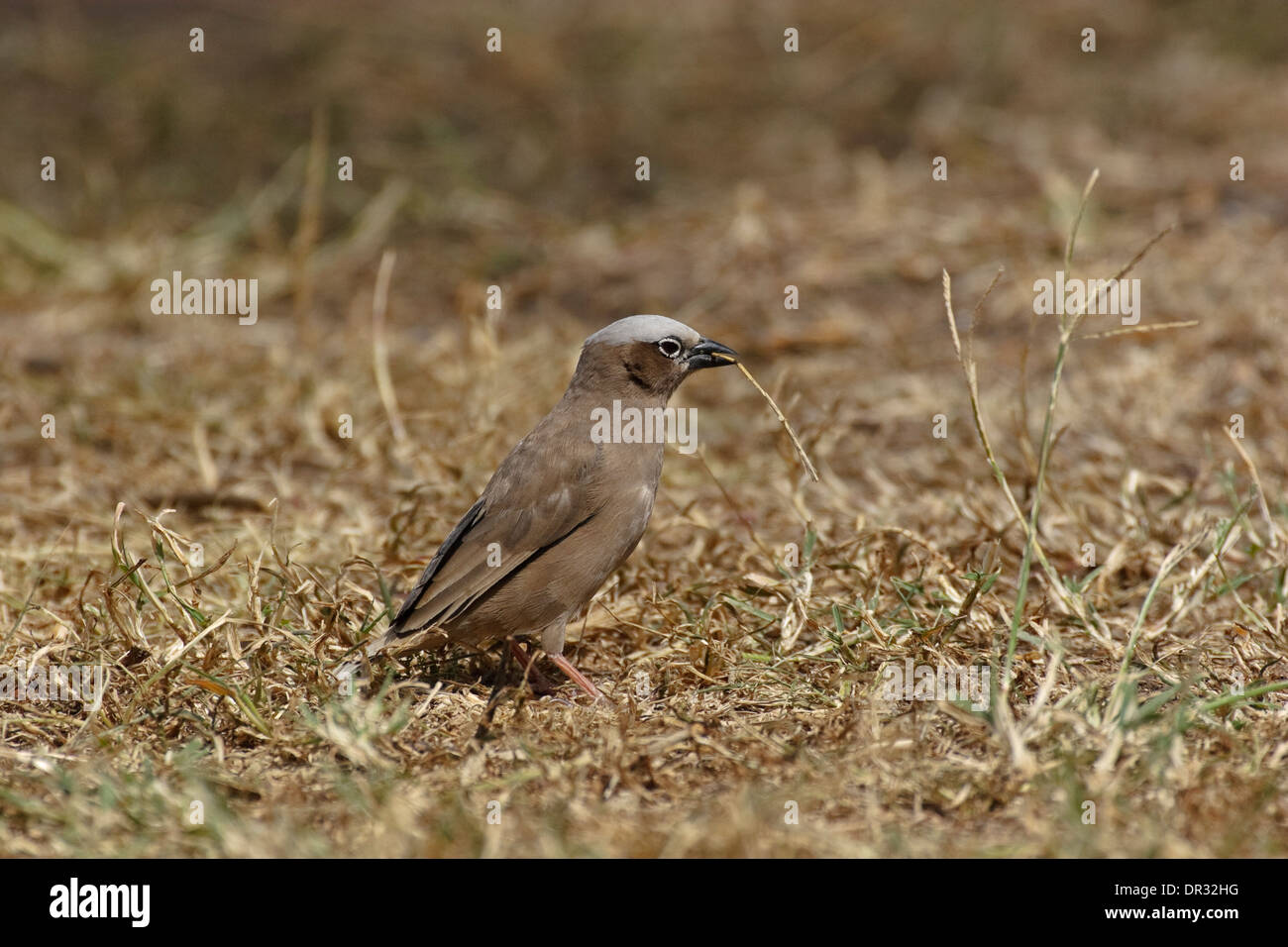 Gray-Capped (Pseudonigrita arnaudi Social Weaver), Ol Pejeta Conservancy Banque D'Images