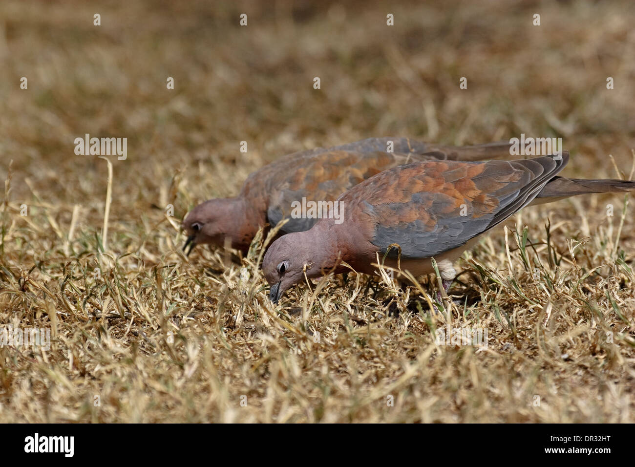 Rire (Streptopelia senegalensis) sur le terrain Banque D'Images