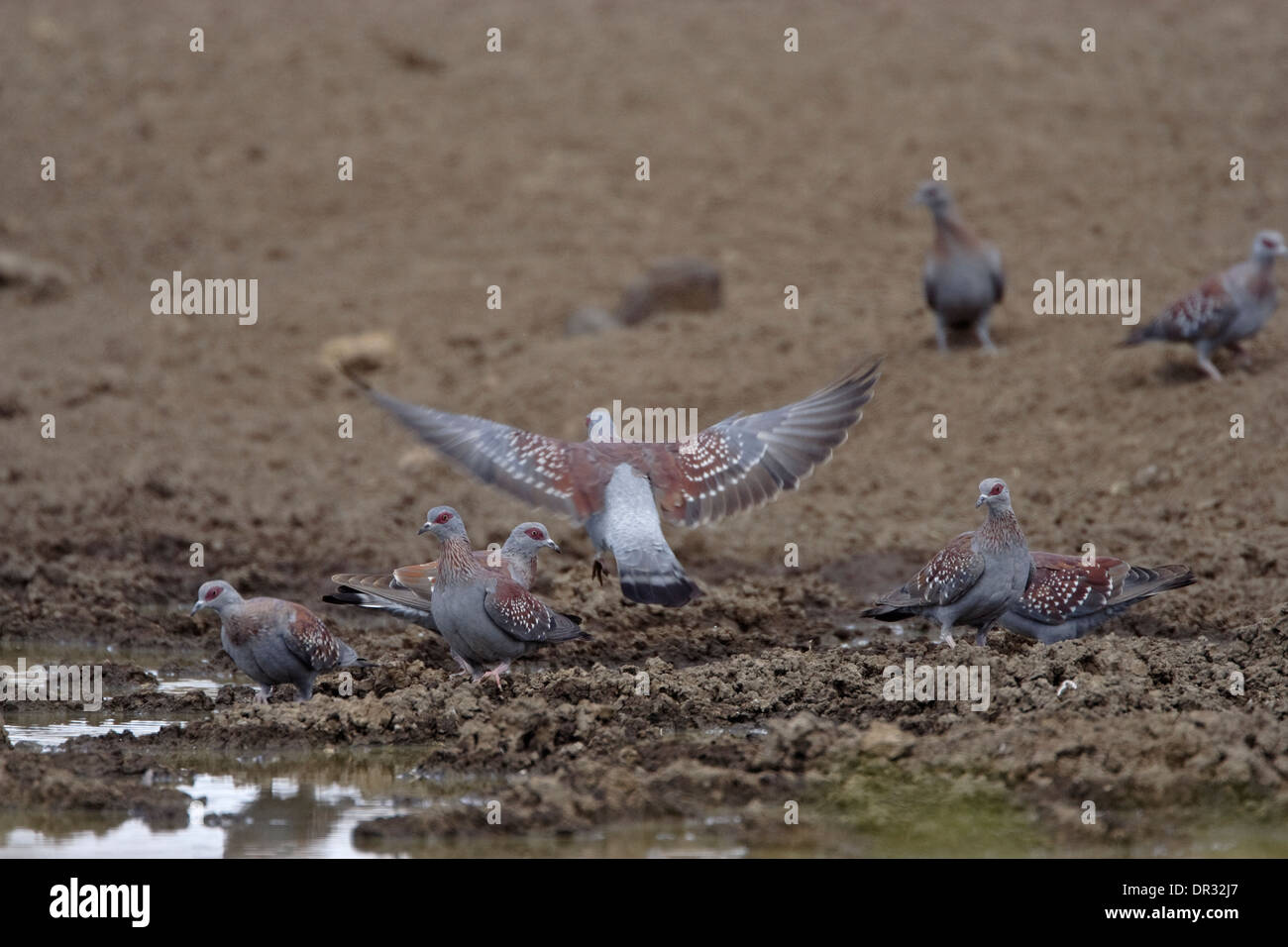 Pigeons (Columba guinea Speckled) en vol, Ol Pejeta Conservancy Banque D'Images