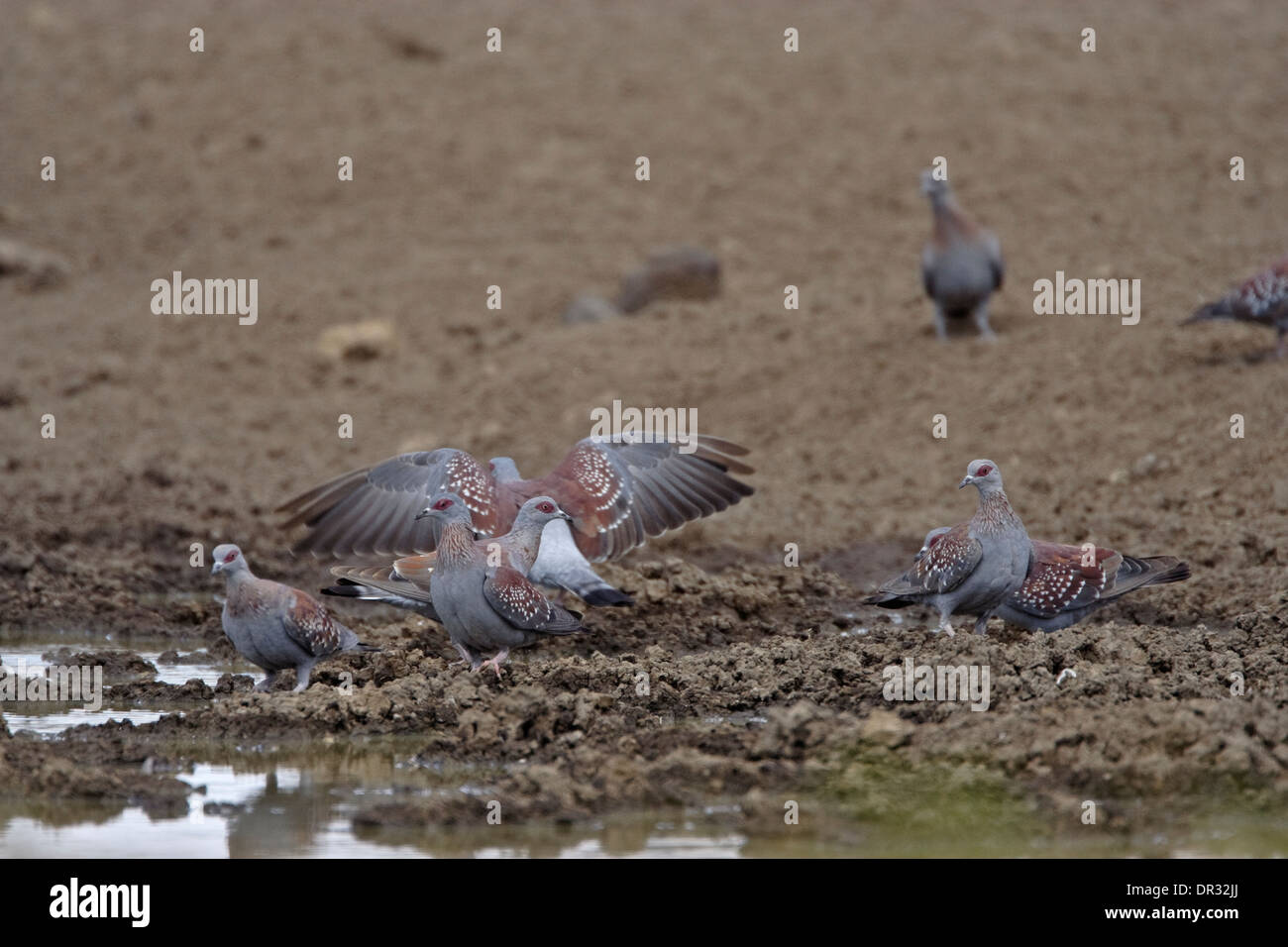 Pigeons (Columba guinea Speckled), Ol Pejeta Conservancy Banque D'Images