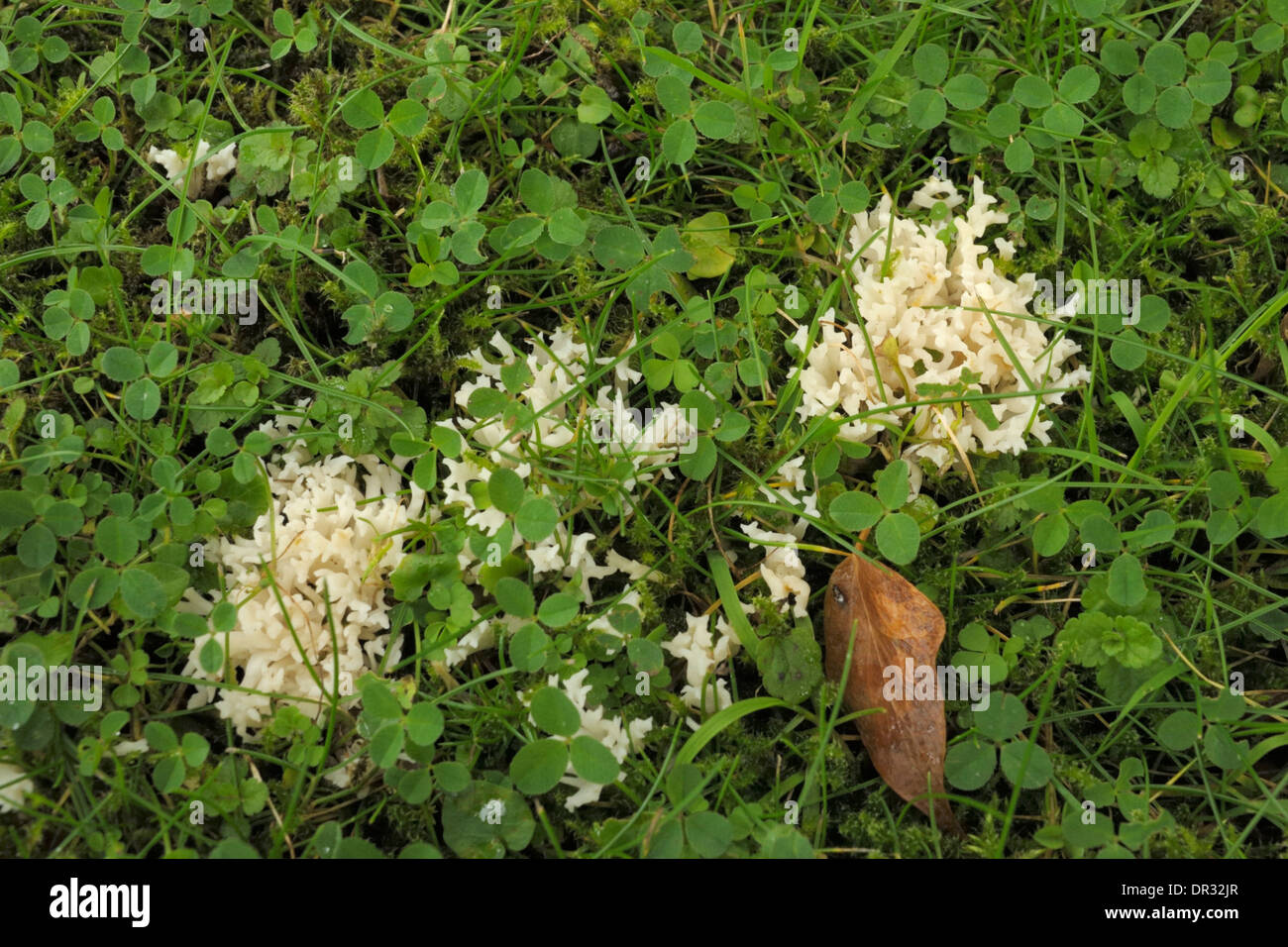 Champignon de corail blanc, Ramariopsis kunzei Banque D'Images