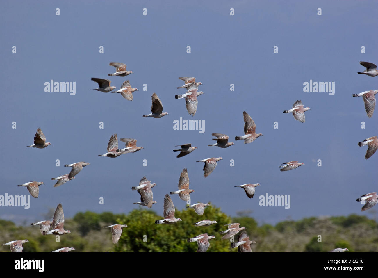 Pigeons (Columba guinea Speckled) en vol, Ol Pejeta Conservancy Banque D'Images