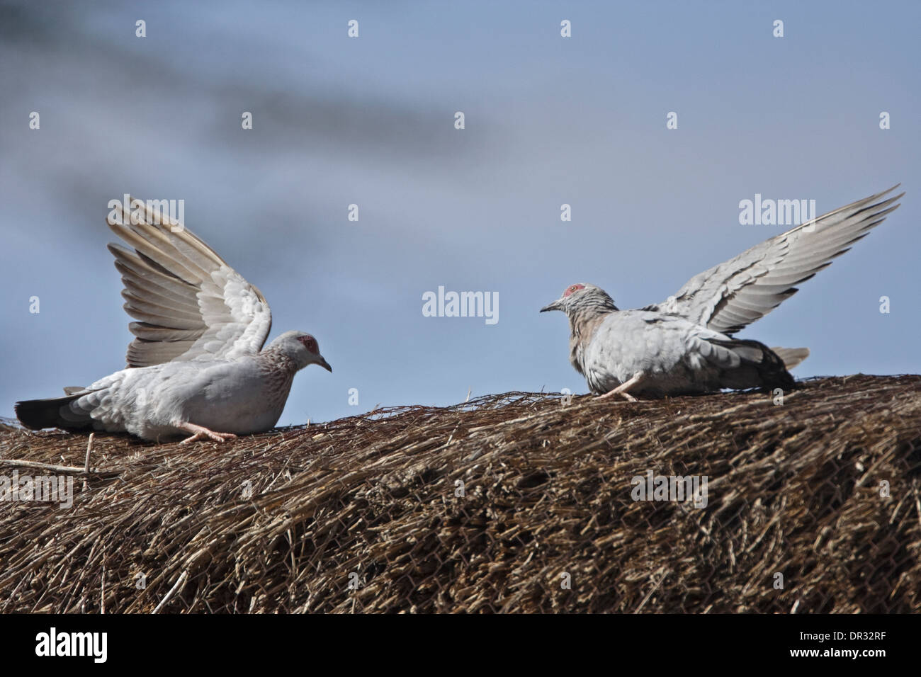 Pigeons (Columba guinea Speckled) bain de soleil, Ol Pejeta Conservancy Banque D'Images