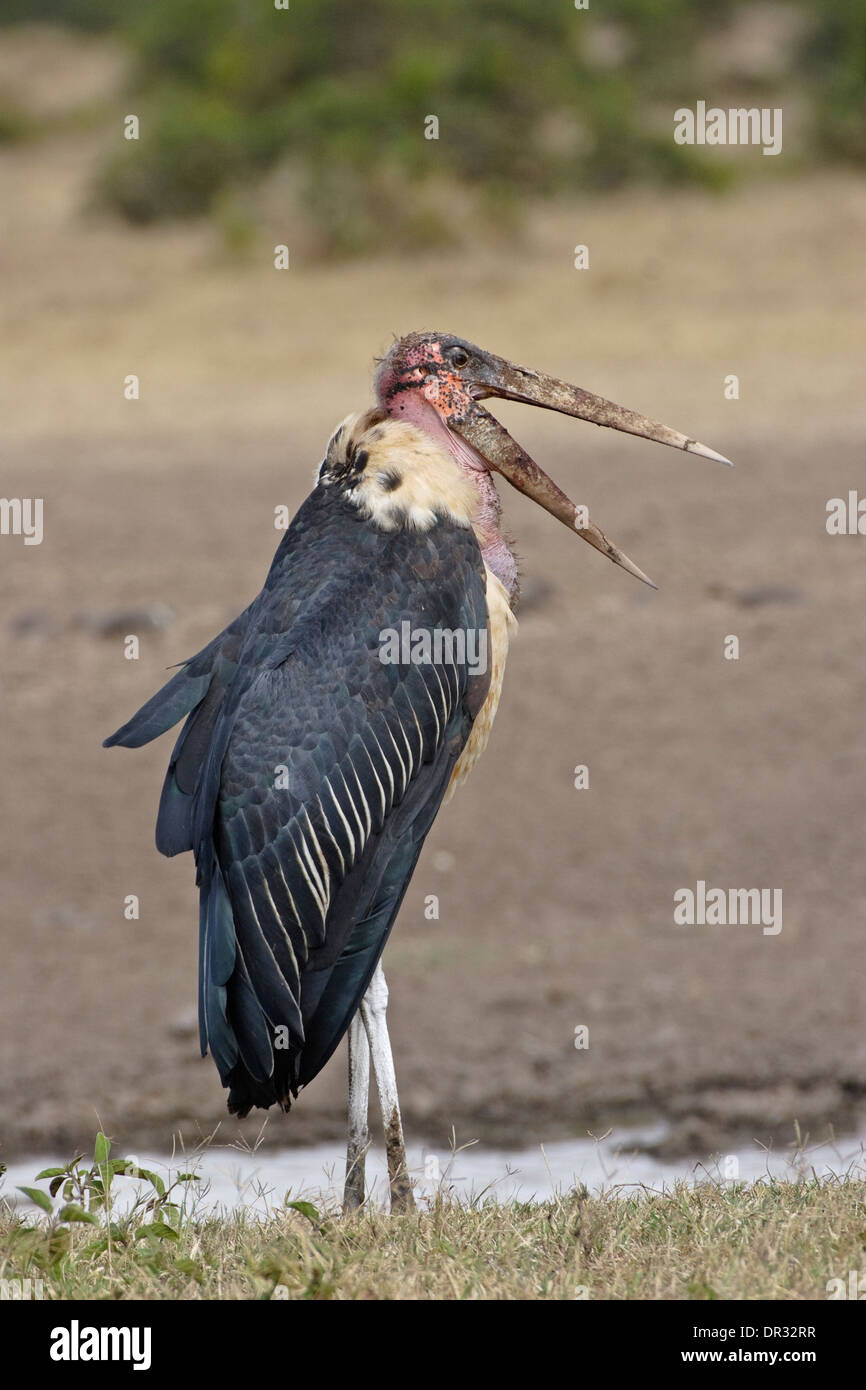 Marabou Stork (crumeniferus Flamant rose (Phoenicopterus ruber), avec bill Banque D'Images