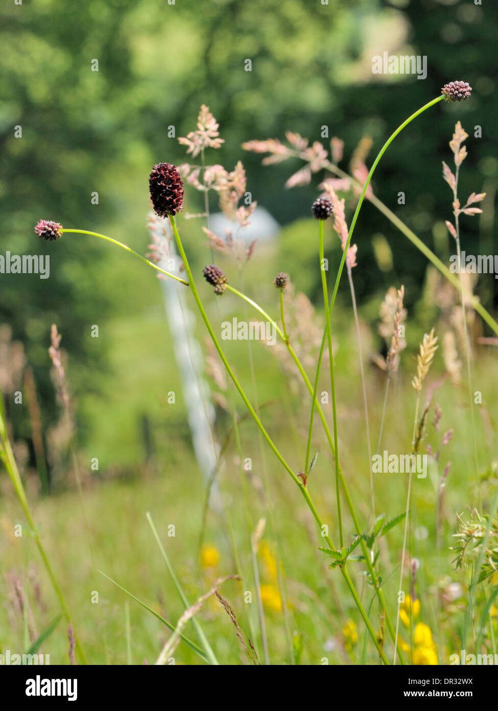 Pimprenelle Sanguisorba officinalis, Banque D'Images