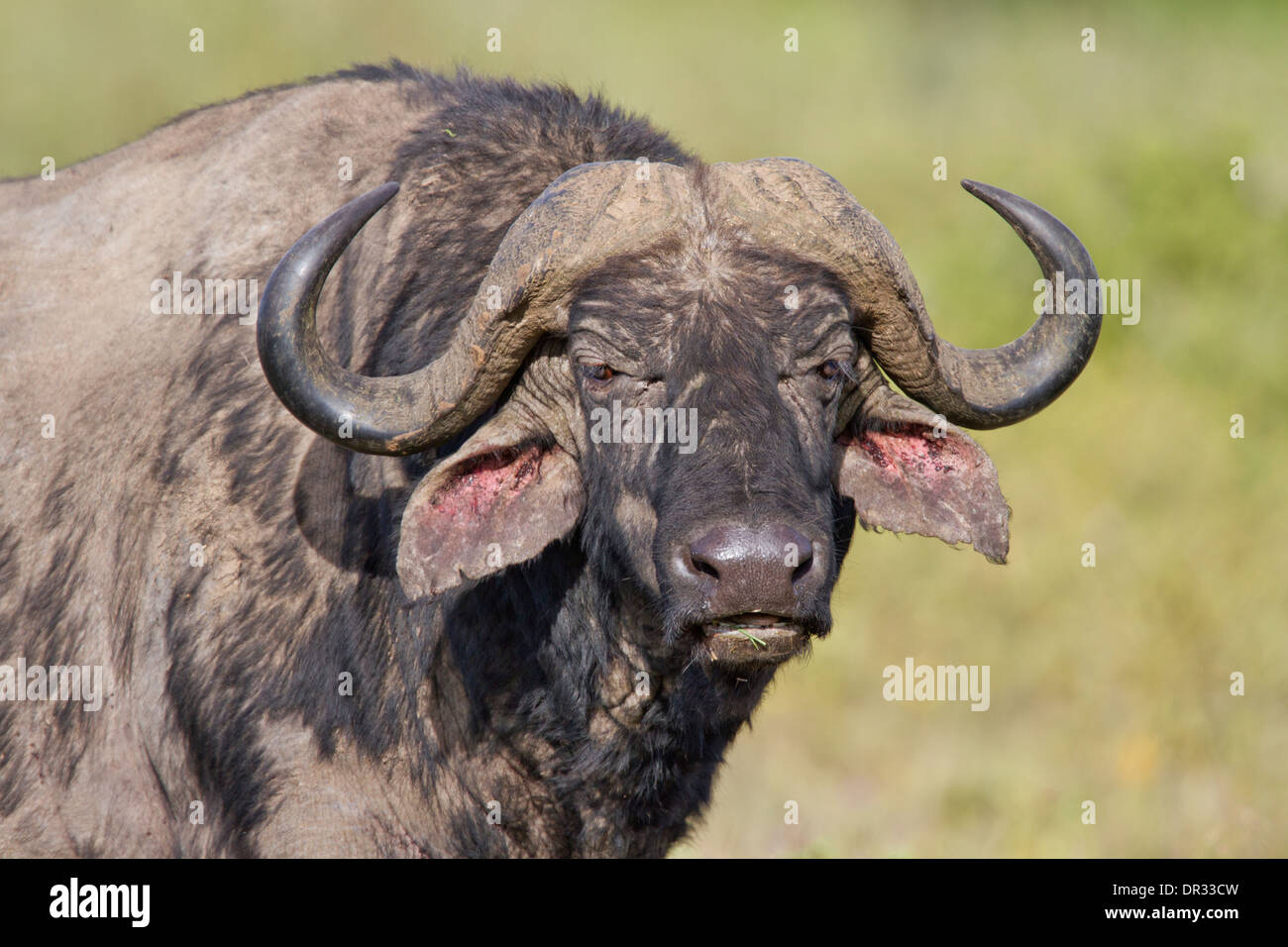 Portrait d'un buffle dans le Parc National de Nakuru, Kenya Banque D'Images