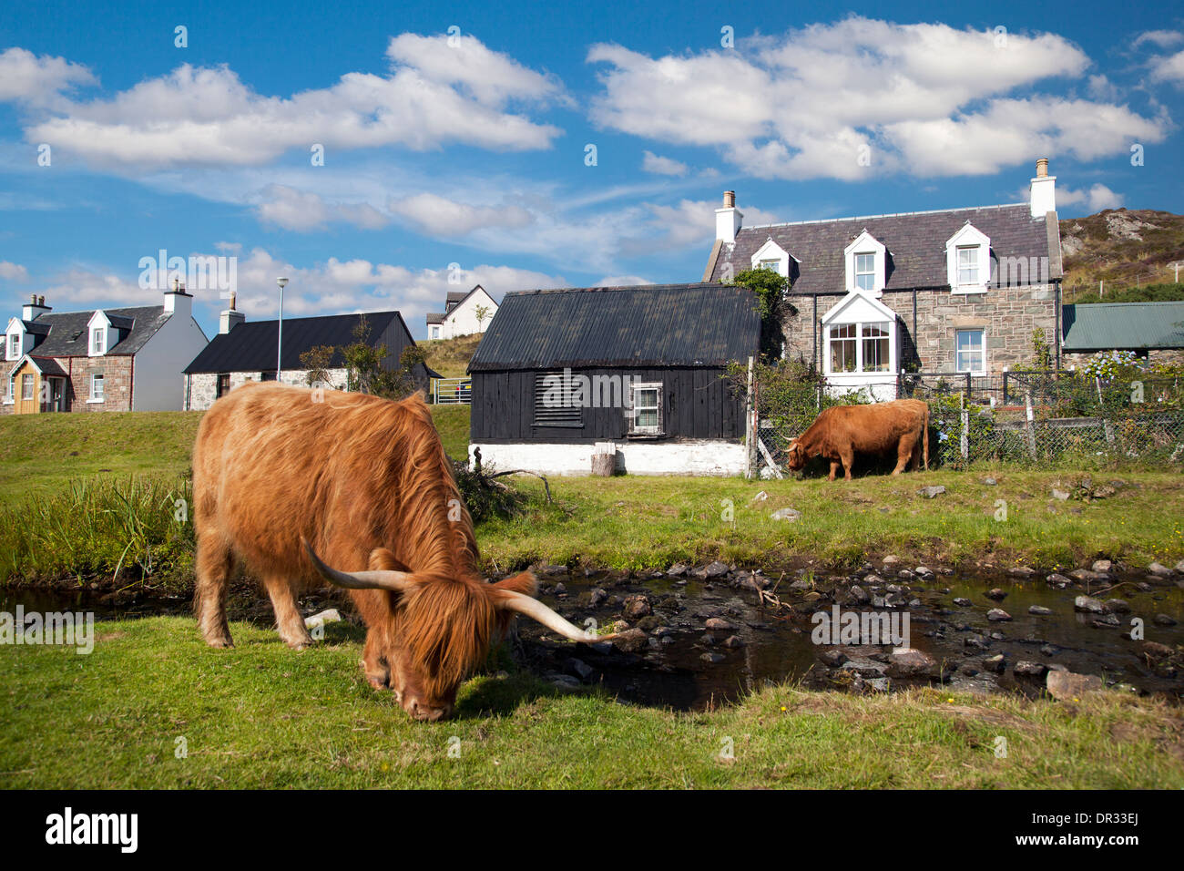 Les vaches Highland, Duirinish, Lochalsh, Highlands d'Ecosse Banque D'Images