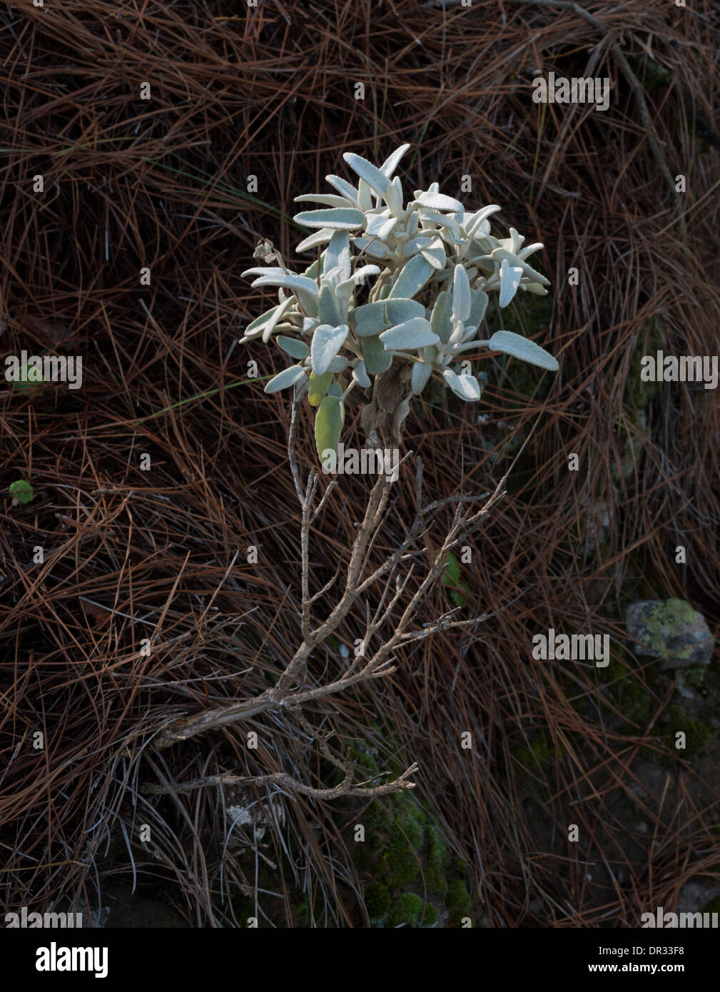 Des Canaries sauge (Salvia canariensis) croissant dans les bois près de Roque Nublo, Gran Canaria Banque D'Images