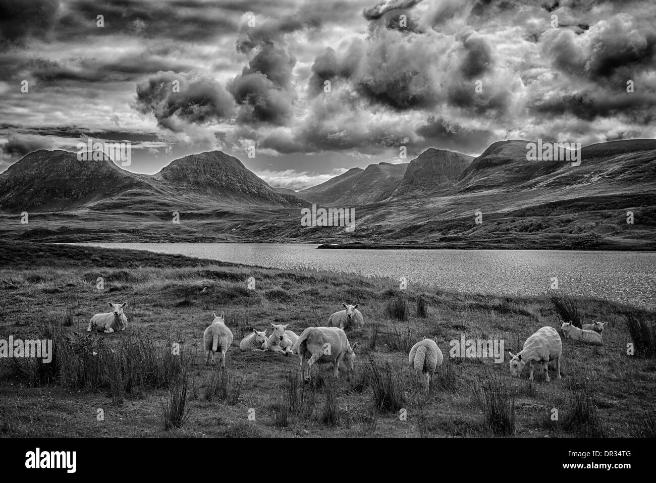 Le pâturage des moutons, Coigach à Highlands écossais. Avec Ben Mor Coigach en arrière-plan. Banque D'Images