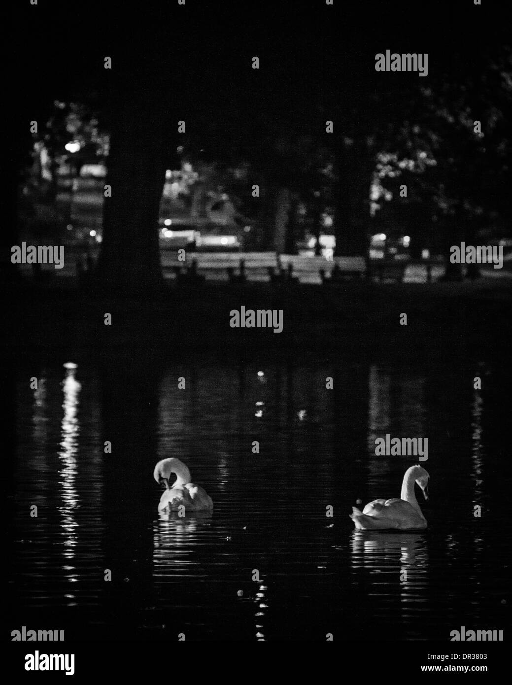 Cygnes de nuit à Boston Common Banque D'Images