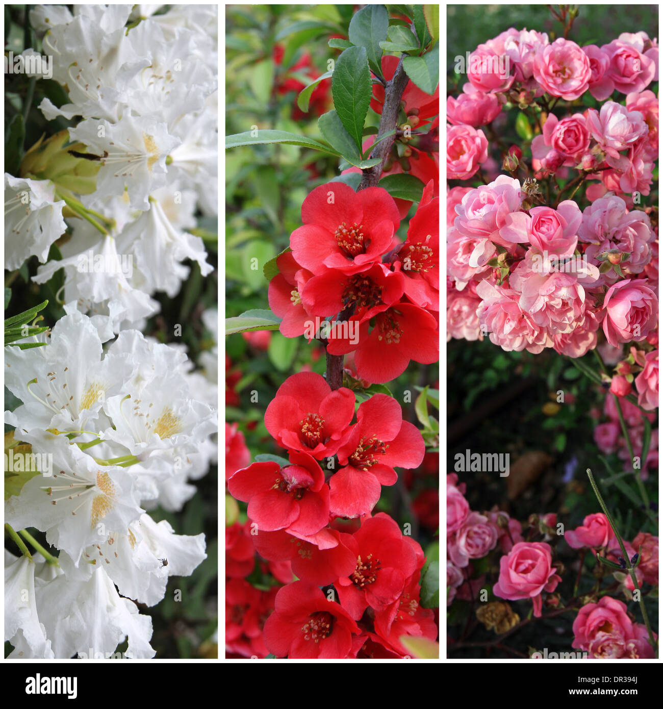 Collection de bannières de fleurs : blanc, rose et rouge Banque D'Images