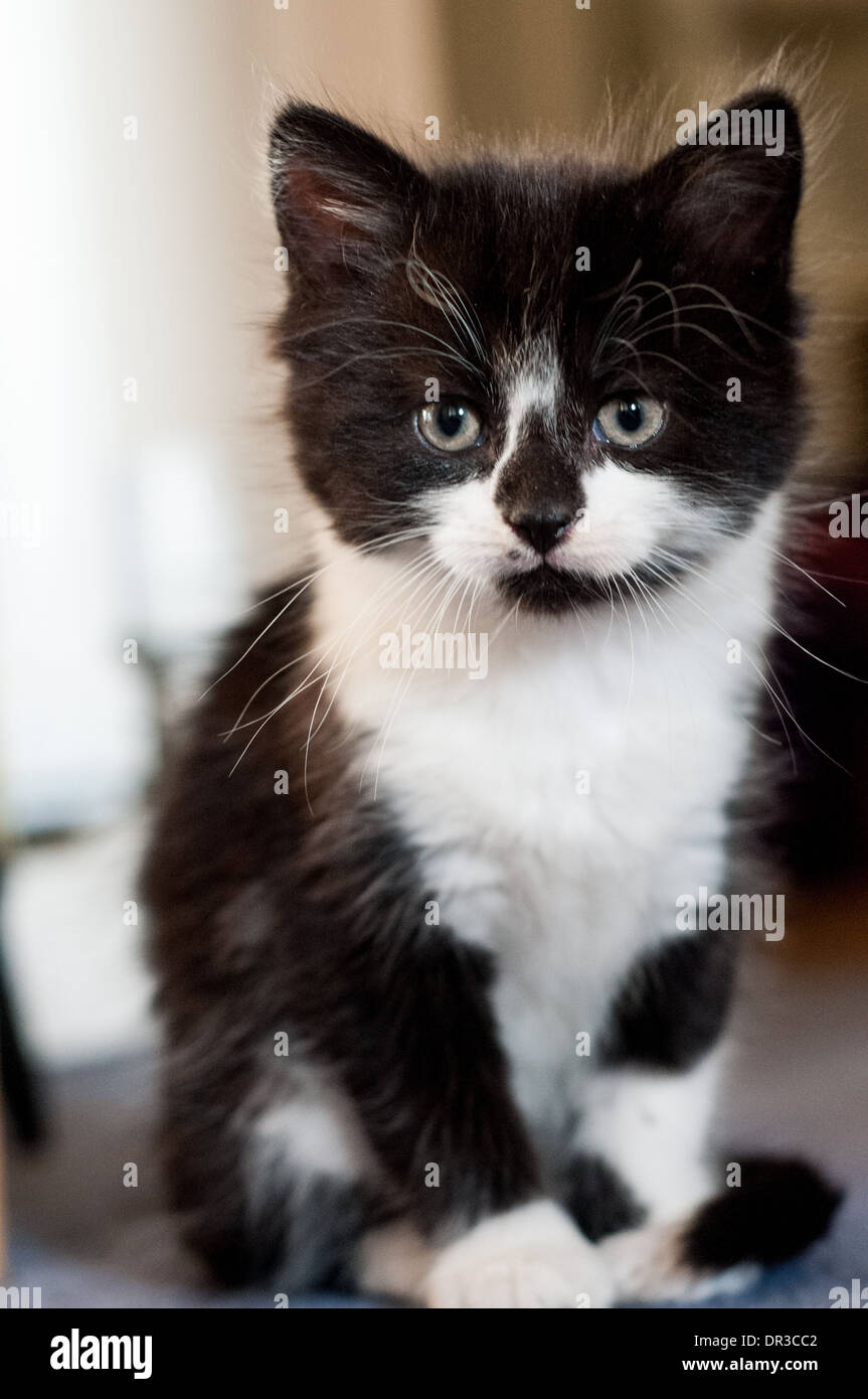 Un chaton noir et blanc aux yeux verts assise sur sa queue. Banque D'Images