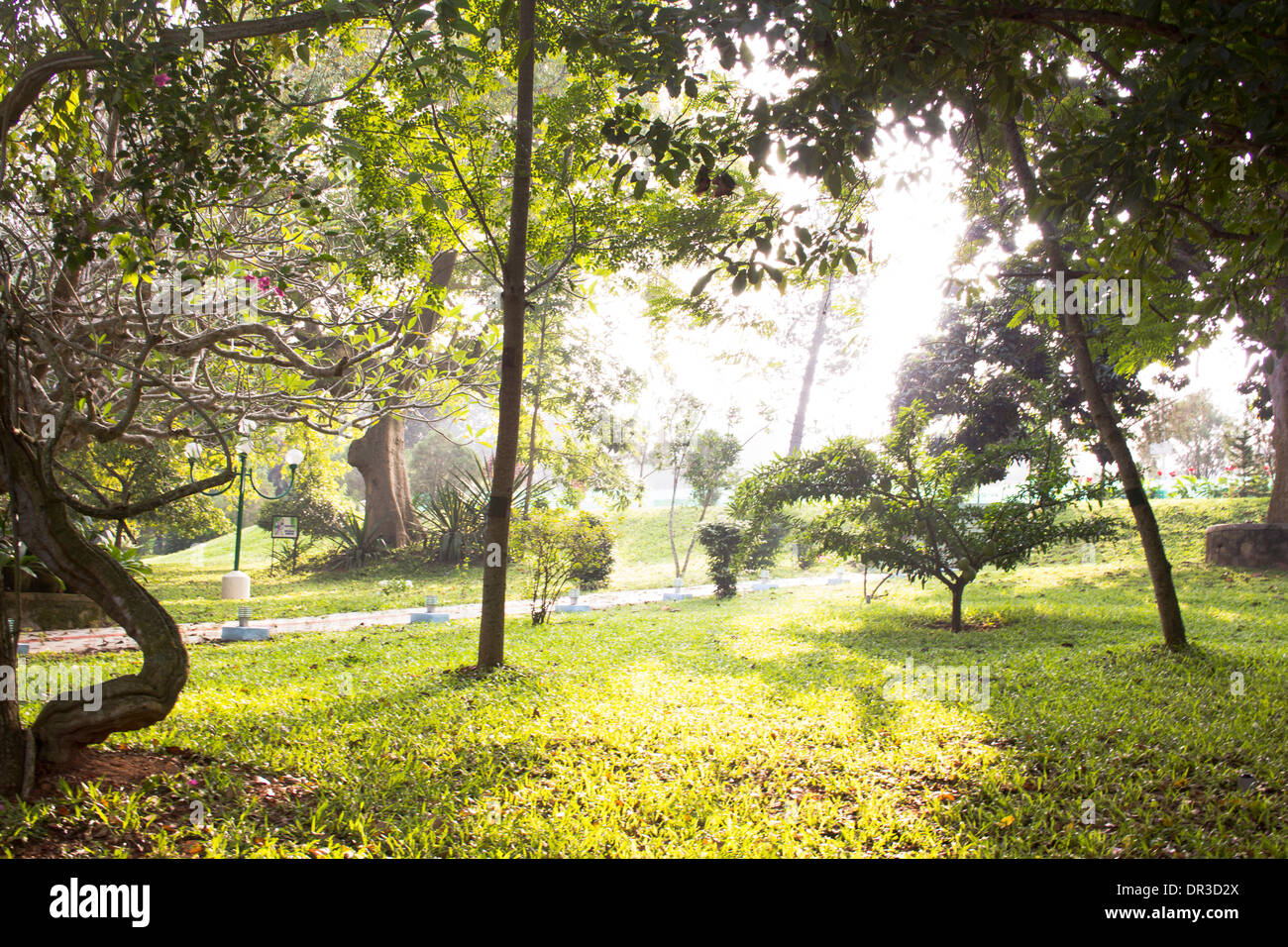 Vue panoramique des jardins verts dans la brume d'un bon matin Banque D'Images
