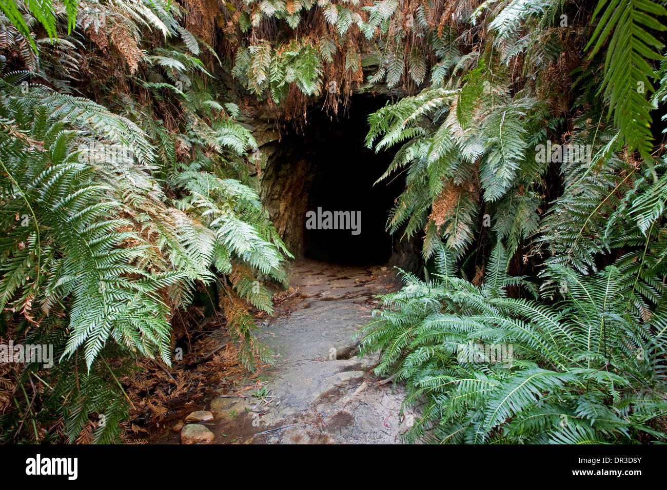 L'entrée en pierre voûtée de glow worm tunnel - tunnel ferroviaire désaffecté - caché par une forêt luxuriante de fougères arborescentes à Newnes , Aust Banque D'Images