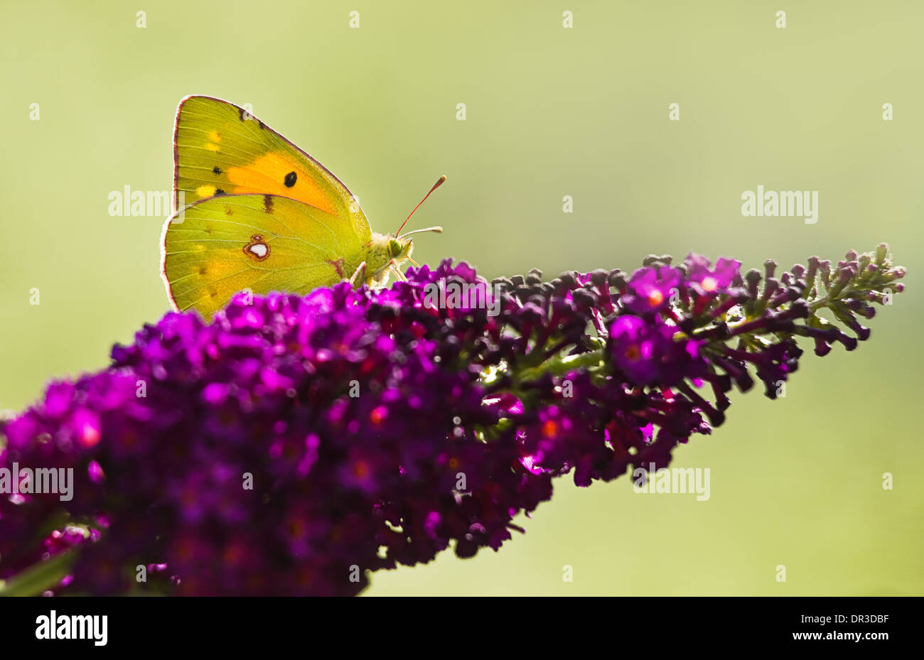 Papillon jaune assombrie sombre ou Colias crocea sur purple Butterflybush dans jardin d'été Banque D'Images