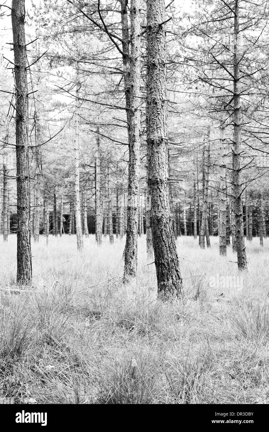 Forêt de pins en été avec l'herbe tapestry - noir et blanc - verticale Banque D'Images