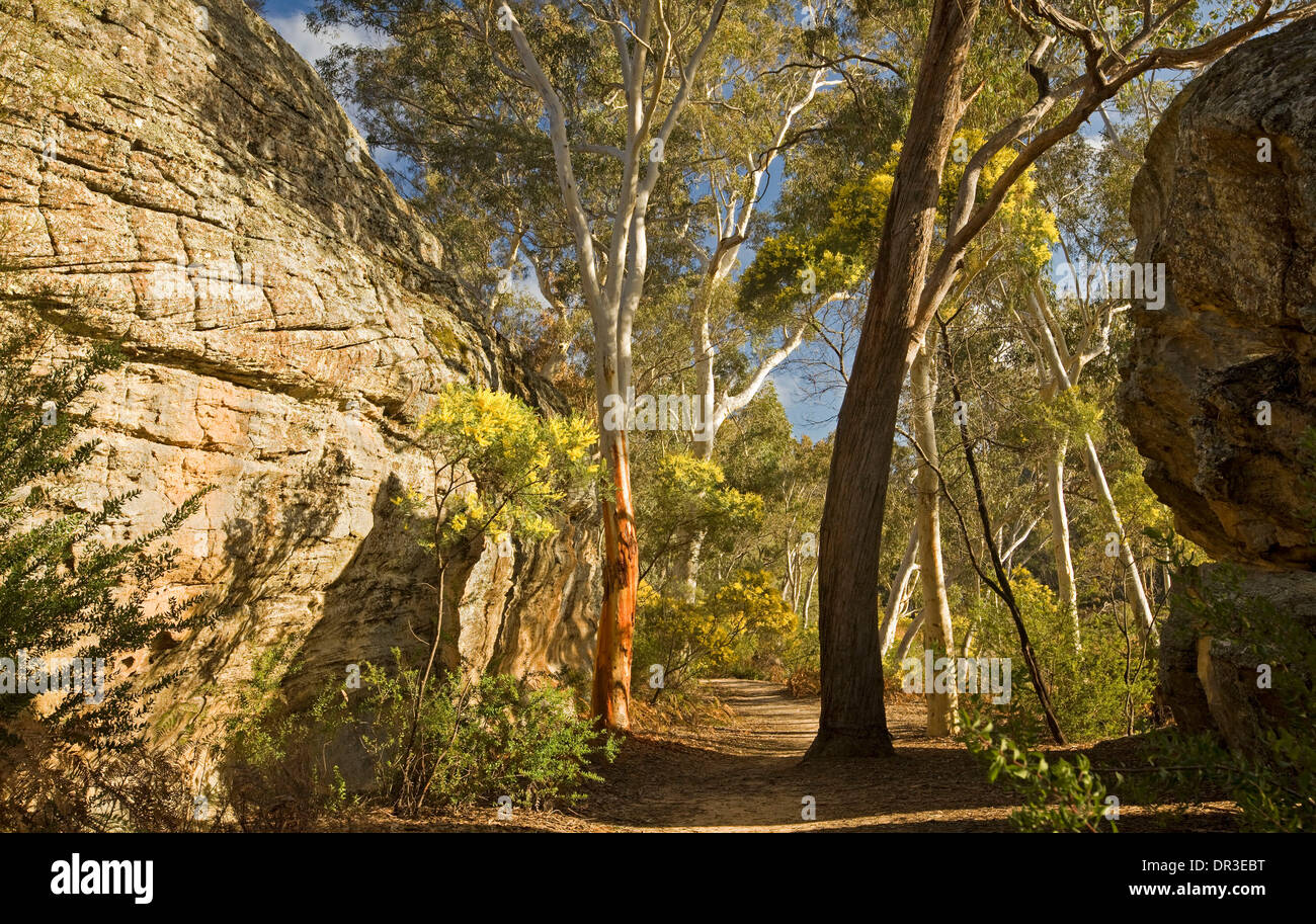 Sentier de randonnée à travers la forêt paysage avec les rochers de granit et de fleurs de mimosa à Dunn's Swamp dans Parc National Wollemi , Aus Banque D'Images