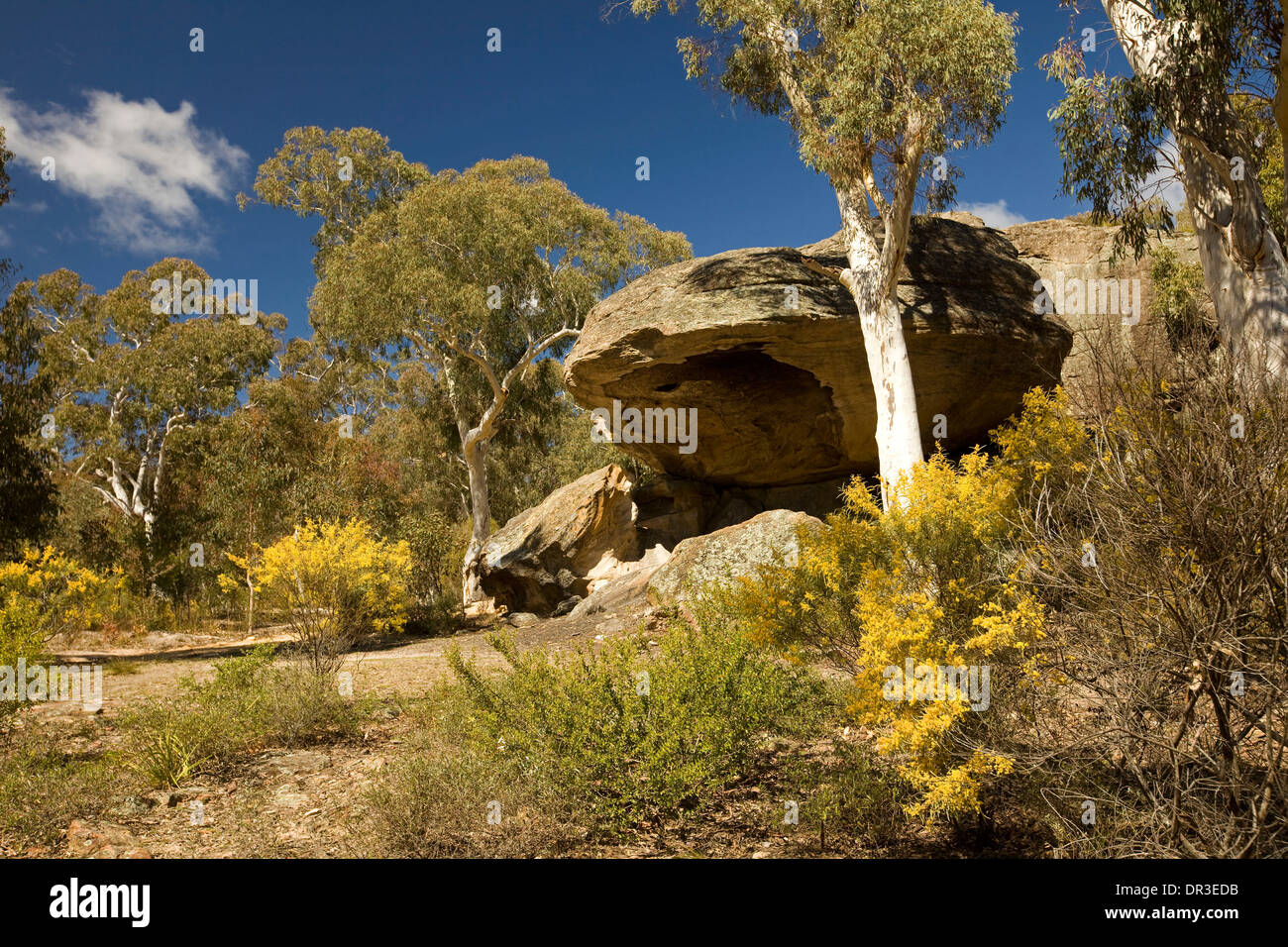 Paysage de forêt avec les rochers de granit et de fleurs de mimosa à Dunn's Swamp dans Parc National Wollemi NSW Australie Banque D'Images