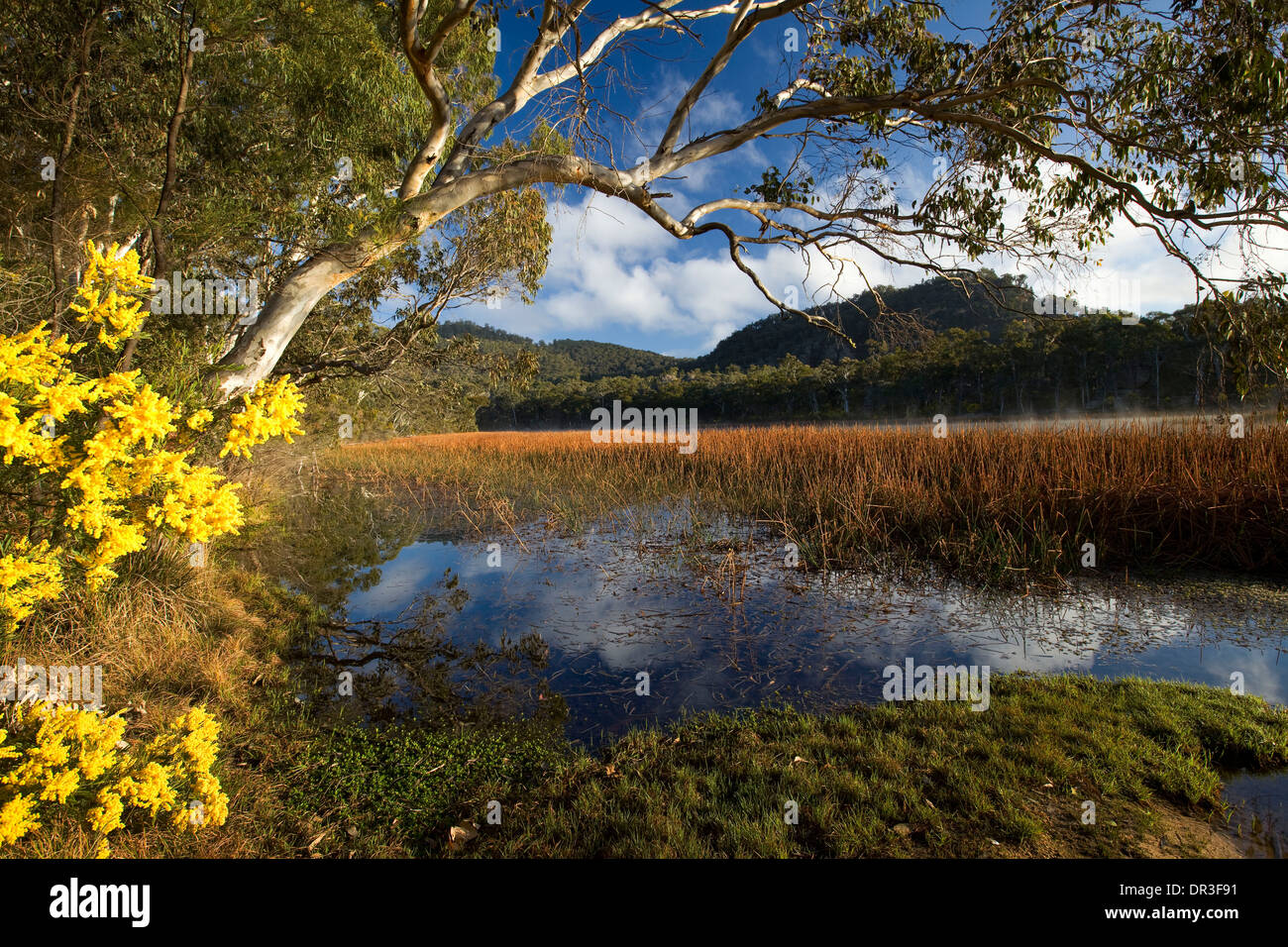 Paysage spectaculaire avec le lac bleu et les zones humides bordés de fleurs sauvages à Dunn des marais du parc national Wollemi NSW Australie Banque D'Images