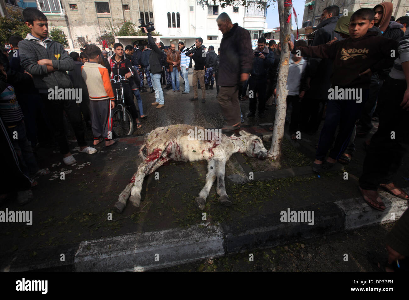 Gaza, Territoires palestiniens. 19 Jan, 2014. Les Palestiniens se retrouvent autour d'un âne, qui selon des témoins sont morts dans une frappe aérienne israélienne, dans le nord de la bande de Gaza le 19 janvier 2014. Israël a effectué une frappe aérienne sur dimanche contre un militant de Gaza qu'il a blâmé pour les roquettes la semaine dernière. Les médecins palestiniens a déclaré que deux personnes, dont un garçon de 12 ans, ont été blessés. Credit : Moemen Faiz/NurPhoto ZUMAPRESS.com/Alamy/Live News Banque D'Images