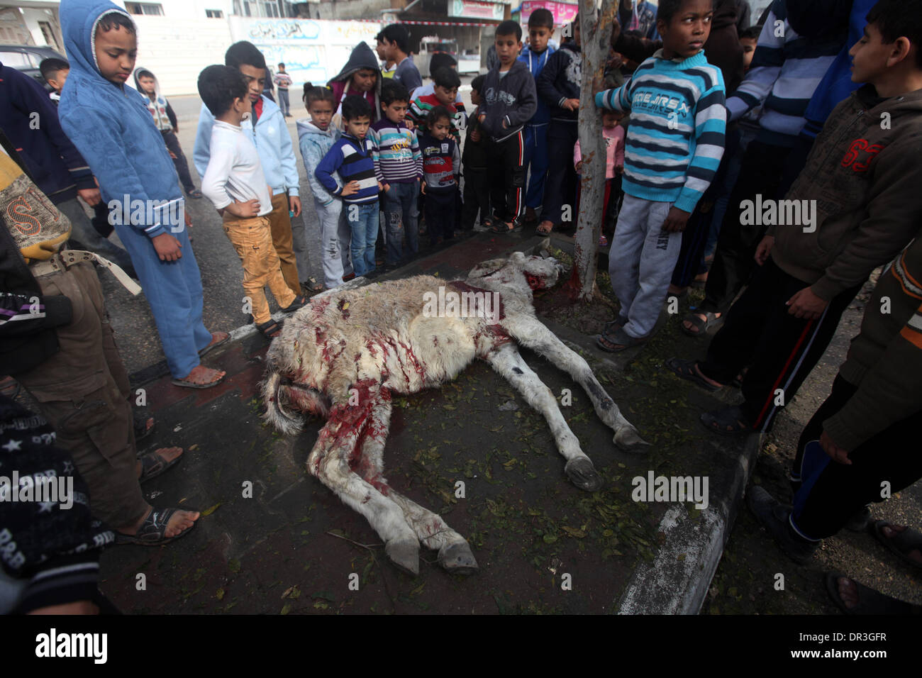 Gaza, Territoires palestiniens. 19 Jan, 2014. Les Palestiniens se retrouvent autour d'un âne, qui selon des témoins sont morts dans une frappe aérienne israélienne, dans le nord de la bande de Gaza le 19 janvier 2014. Israël a effectué une frappe aérienne sur dimanche contre un militant de Gaza qu'il a blâmé pour les roquettes la semaine dernière. Les médecins palestiniens a déclaré que deux personnes, dont un garçon de 12 ans, ont été blessés. Credit : Moemen Faiz/NurPhoto ZUMAPRESS.com/Alamy/Live News Banque D'Images