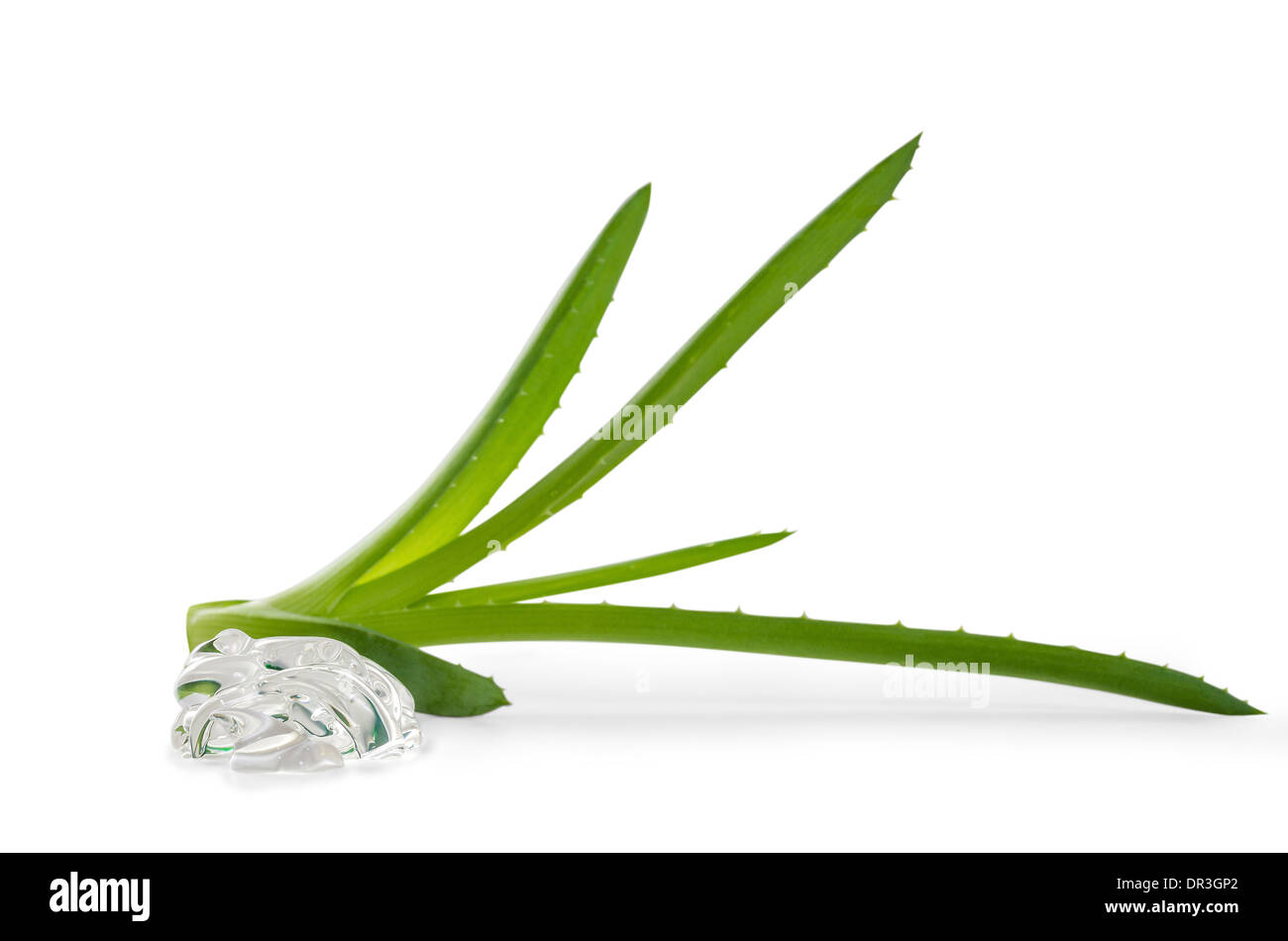 Feuilles d'aloès et de gel. Isoler sur fond blanc Banque D'Images
