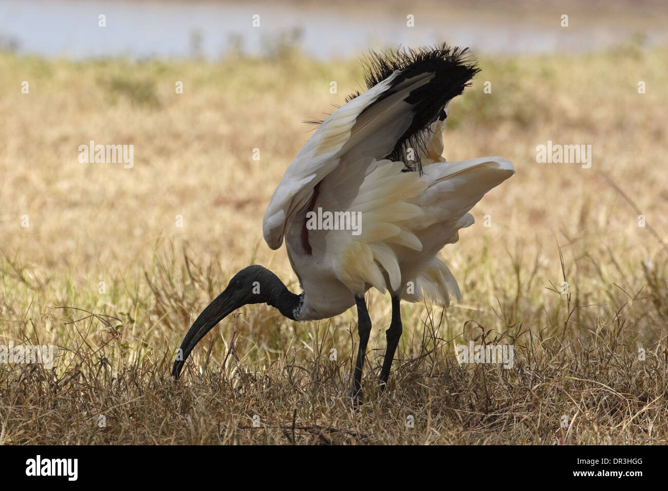 Ibis sacré (Threskiornis aethiopicus) Banque D'Images