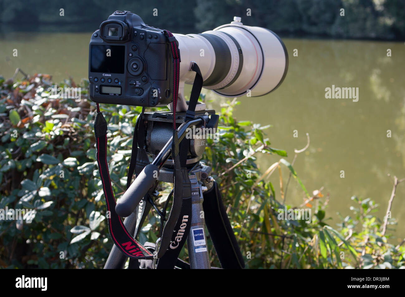 La faune d'oiseaux / l'équipement du photographe. Trépied Gitzo robustes, reflex numérique Canon avec téléobjectif. Banque D'Images