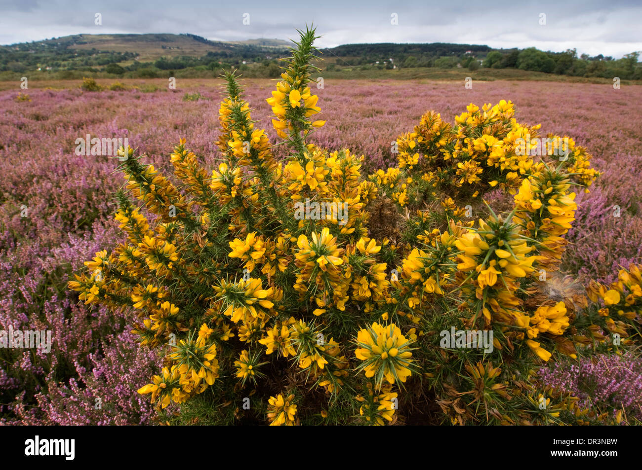 Catherton commun, Shropshire, Angleterre Banque D'Images