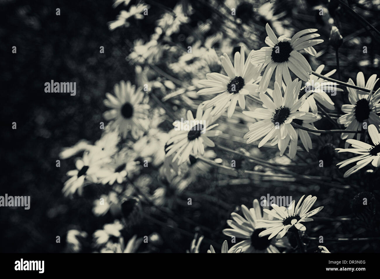 Daisy fleurs marguerites roses printemps noir et blanc Banque D'Images