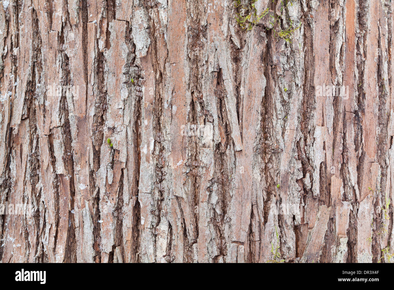 L'écorce des arbres naturels des textures de surface Banque D'Images