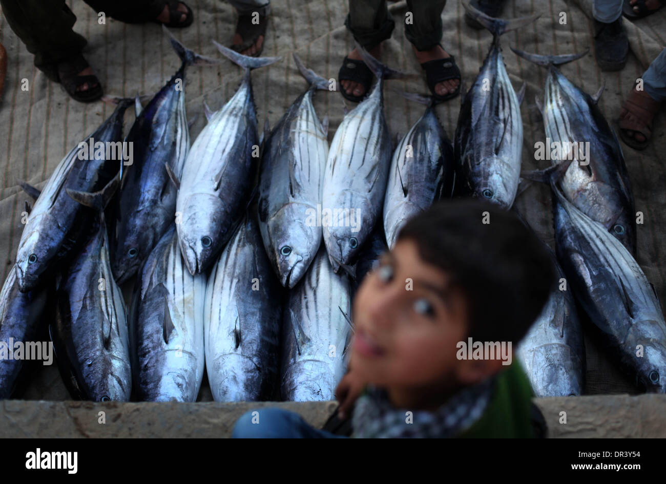 Gaza, Territoires palestiniens. 19 Jan, 2014. Pêcheur palestinien collecter les poissons à l'intérieur du port de Gaza, le 19 janvier 2014. © Majdi Fathi/NurPhoto ZUMAPRESS.com/Alamy/Live News Banque D'Images