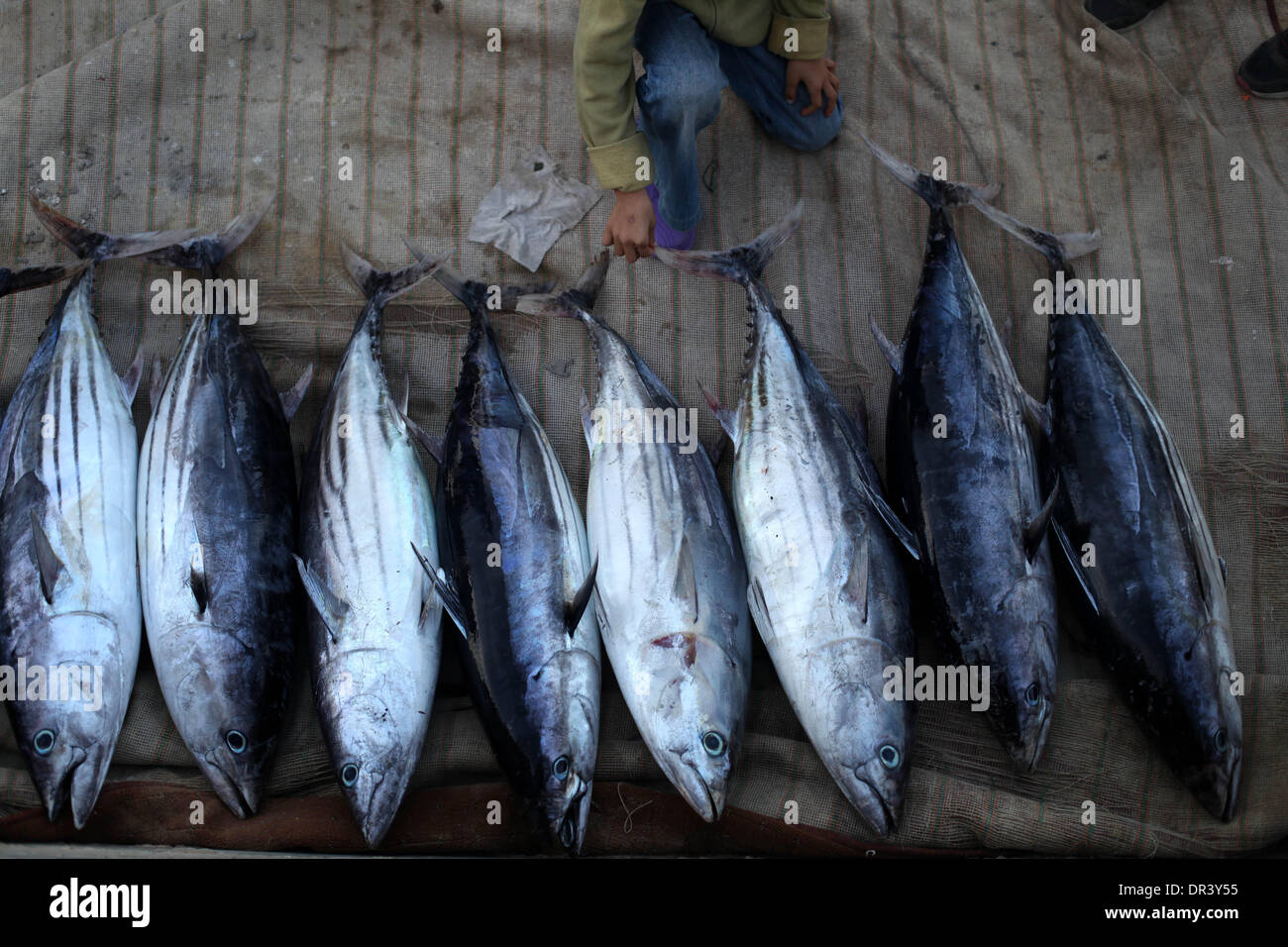 Gaza, Territoires palestiniens. 19 Jan, 2014. Pêcheur palestinien collecter les poissons à l'intérieur du port de Gaza, le 19 janvier 2014. © Majdi Fathi/NurPhoto ZUMAPRESS.com/Alamy/Live News Banque D'Images