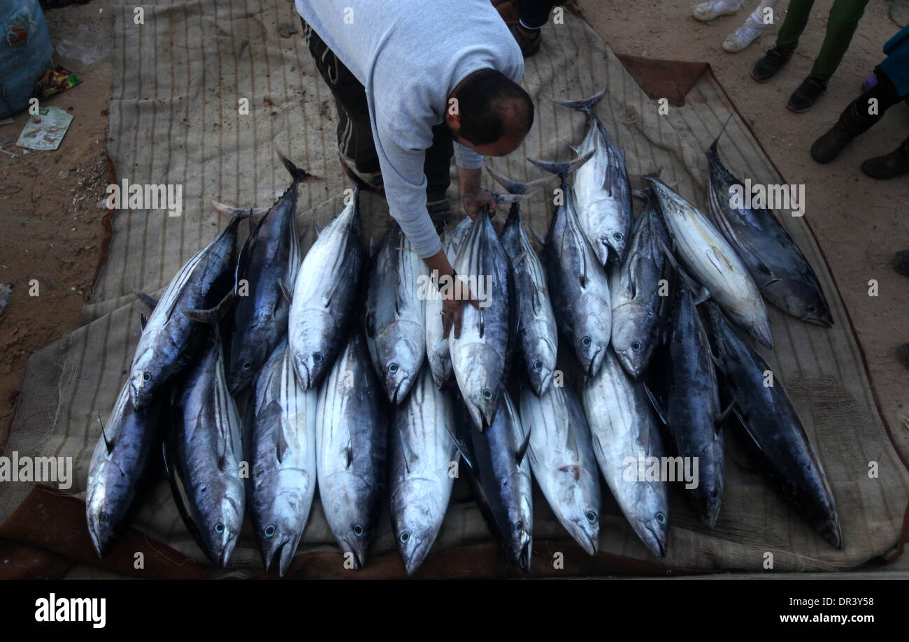 Gaza, Territoires palestiniens. 19 Jan, 2014. Pêcheur palestinien collecter les poissons à l'intérieur du port de Gaza, le 19 janvier 2014. © Majdi Fathi/NurPhoto ZUMAPRESS.com/Alamy/Live News Banque D'Images