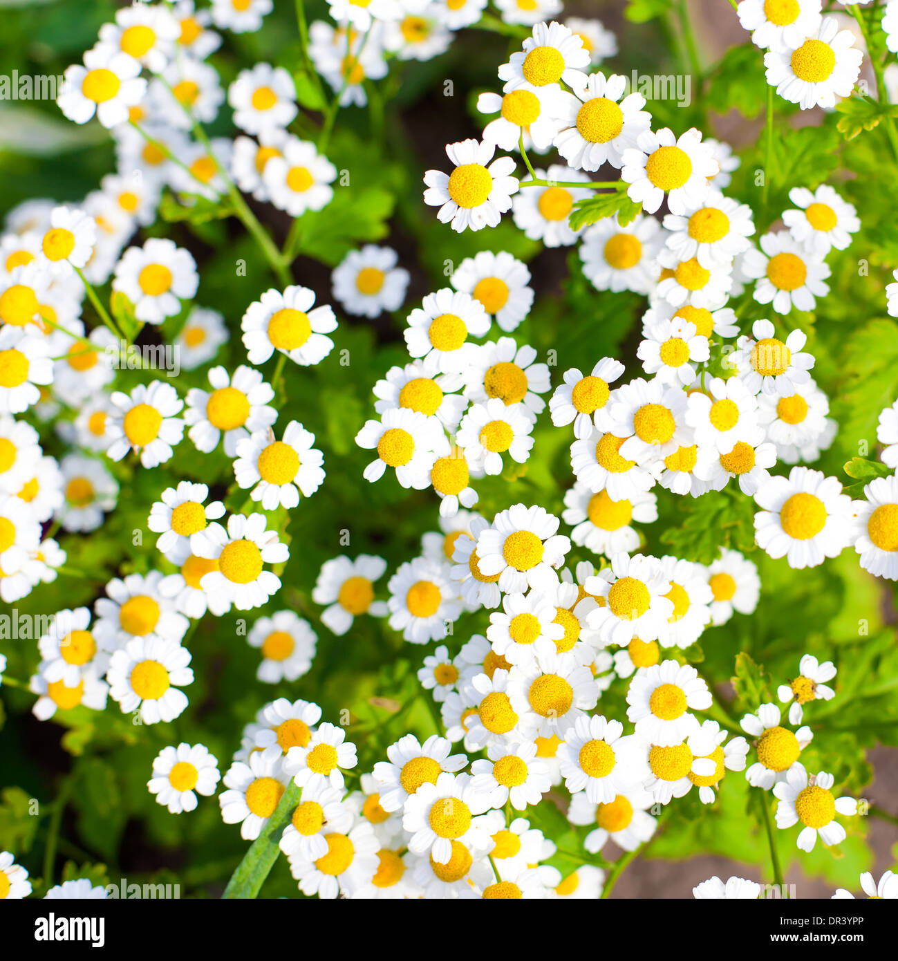 Fond de fleurs de camomille Banque D'Images