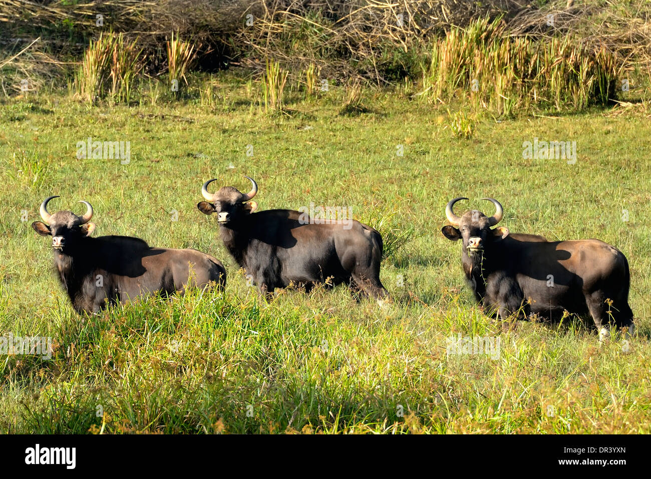 DE BISON Banque D'Images