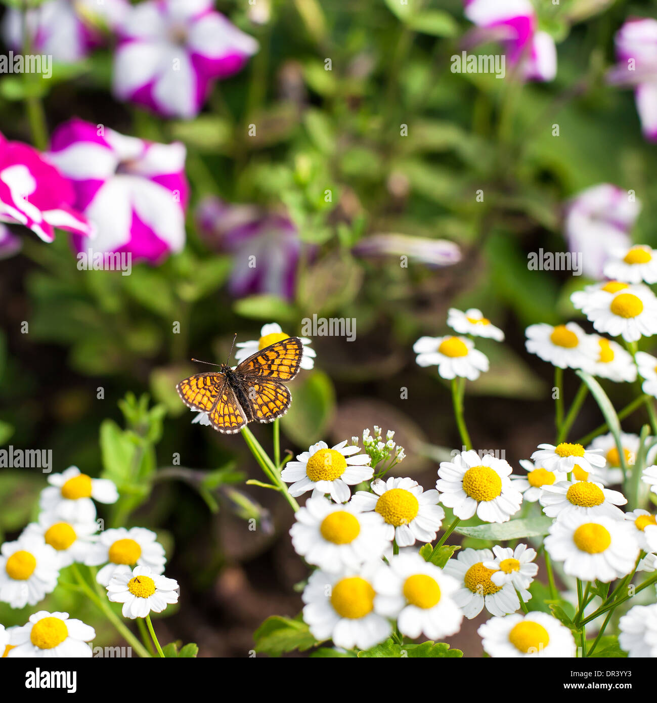Papillon sur la camomille dans le jardin Banque D'Images