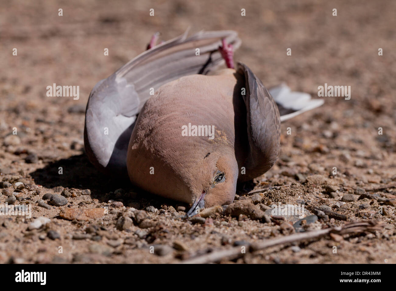 Dead Tourterelle triste (Zenaida macroura) sur le sol - California USA Banque D'Images