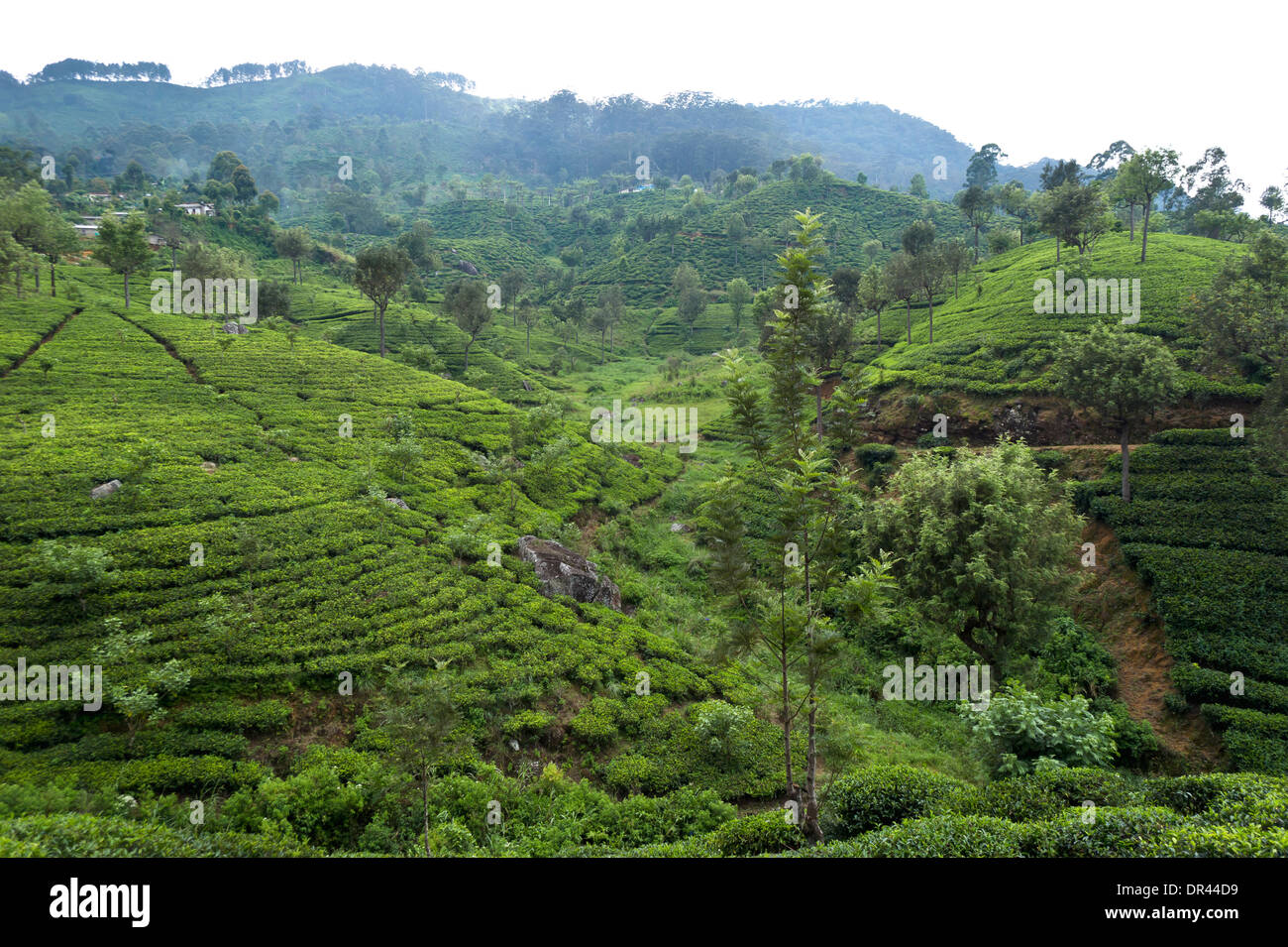Les plantations de thé à Haputale, Sri Lanka Banque D'Images