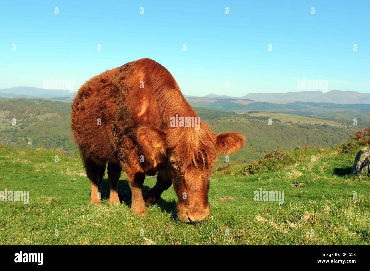 Vache Luing sur Gummers comment au-dessus du lac de Windermere dans le Lake District National Park Banque D'Images