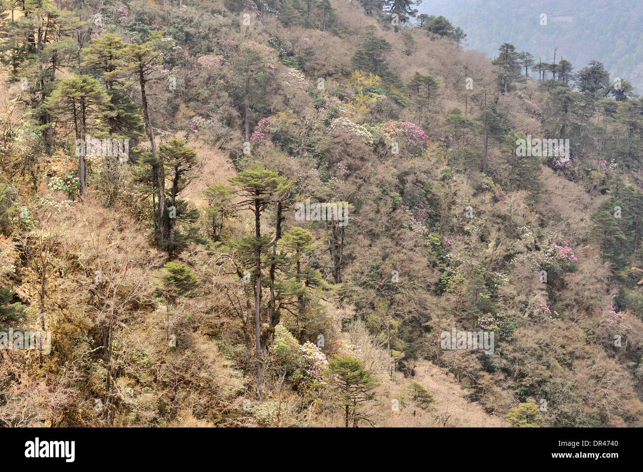 Paysage de l'himalaya le long de la route de Jakar Mongar, à l'Est du Bhoutan Banque D'Images