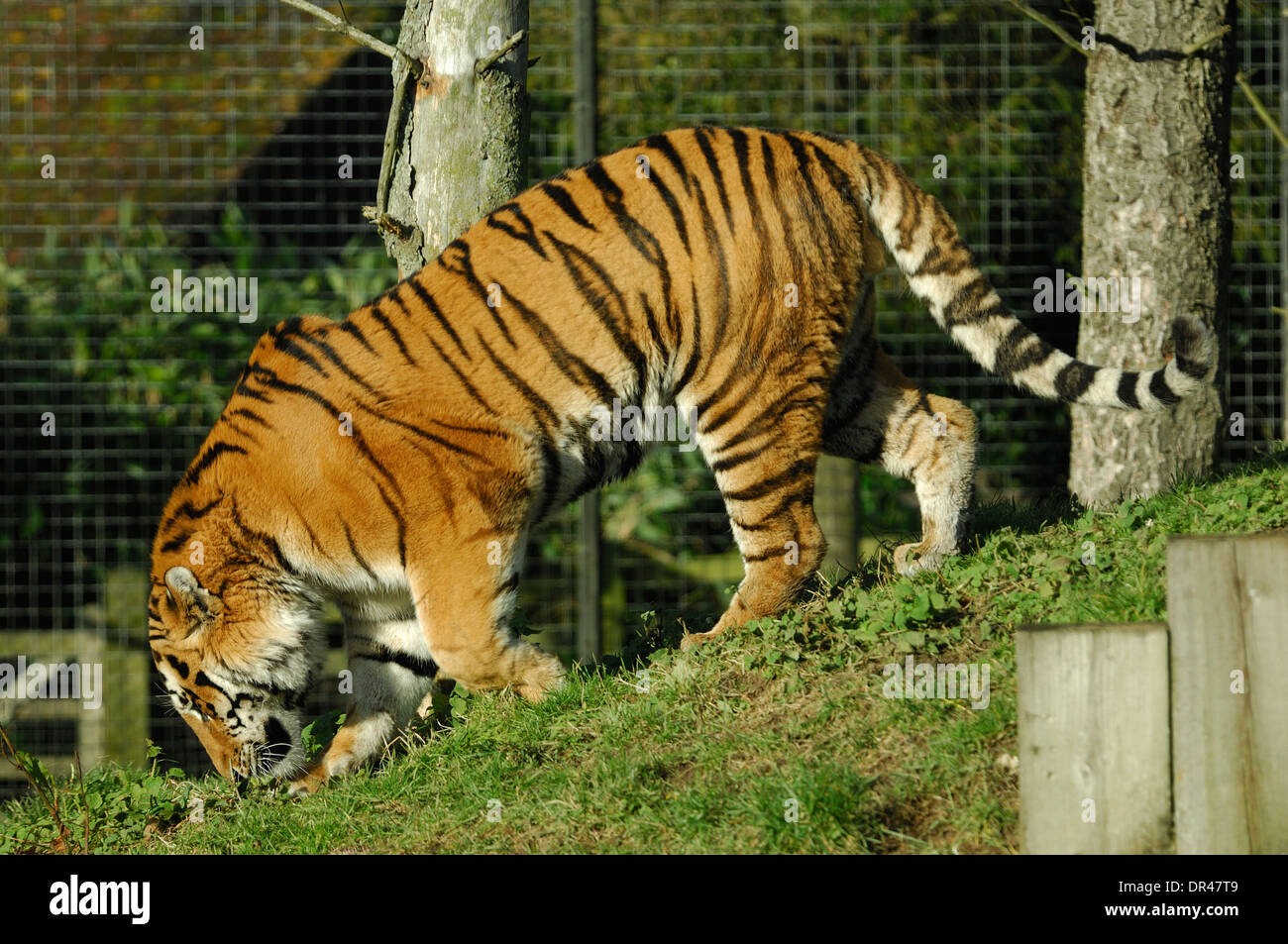 Amur Tiger, Panthera tigris altaica tigre de Sibérie (mâle) vers le bas de la pente à pied au zoo de Whipsnade,usage éditorial seulement Banque D'Images