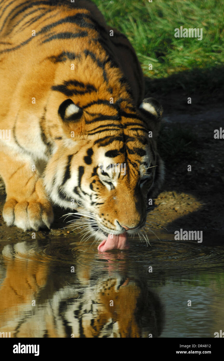 Amur Tiger Panthera tigris altaica (tigre de Sibérie) de sexe masculin ayant un verre de Pond au zoo de Whipsnade,usage éditorial seulement Banque D'Images